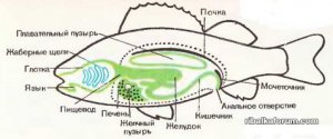 477x200-images-stories-zoologia-mnogoklet-okyn-vnytr.jpg