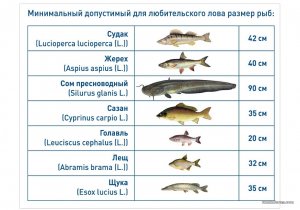 Катиска для лова рыбы чертежи