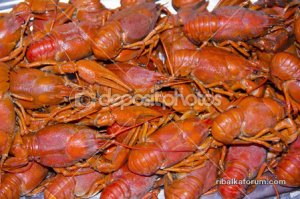 depositphotos_48936041-Many-crawfishes.jpg