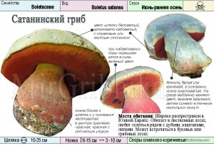 sataninskij-grib-opisanie.jpg