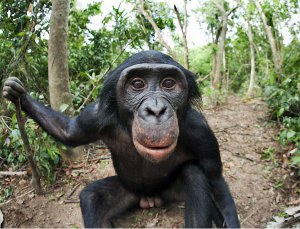 fotografii-shimpanze-bonobo-iz-zapovednika-lola-ya-bonobo-19.jpg