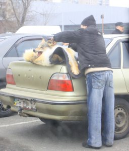 Попался, серый разбойник!.jpg