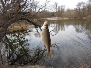 Гинеевка 2012-04-05 Десятая  красноперка чуть покрупней_02.JPG