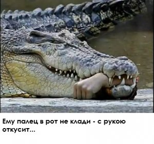 Крокодил откусил руку рыбака.jpg