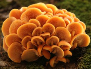 Flammulina-velutipes-520x398.jpg