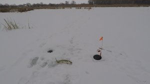 Командная ловля щуки на жерлицы в заливе водохранилища. Кулаковский залив 02.01.2019 5.jpg