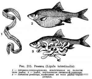 Ligula_intestinalis.jpg