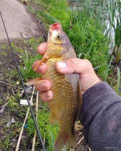 crucian050621.jpg