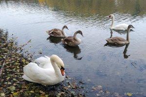 swans161021-800.jpg