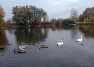 swans1610211-800.jpg