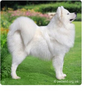 Samoyed_.jpg