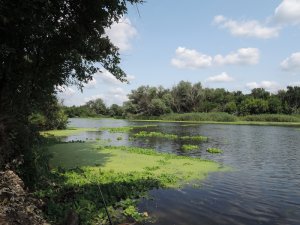 Гинеевка 2013-07-09_09.JPG