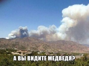 медведь.jpg