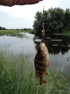 Мжа Ракитное 04.06.2014_15_1_1.jpg