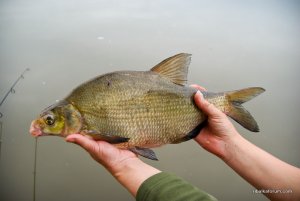 bream.jpg