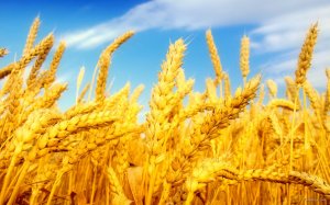 wheat-field-landscape-picture_1920x1200_79596.jpg