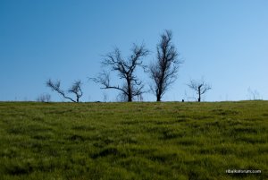 trees-1.jpg