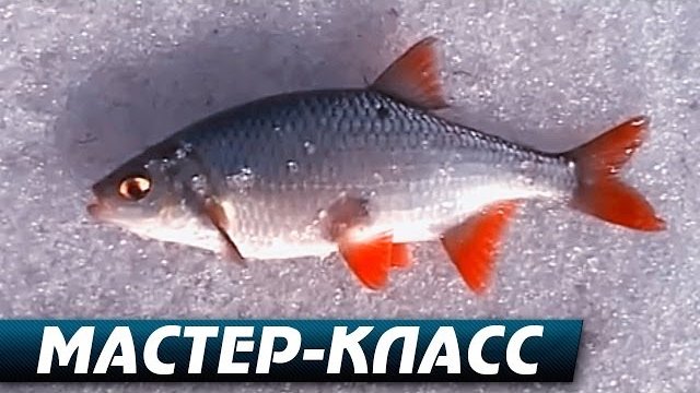 Рыбалка по Последнему Льду. "Мастер-Класс".