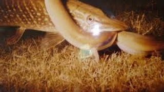 Рыбалка: Щука на щуку, я в шоке (Pike attacks pike)