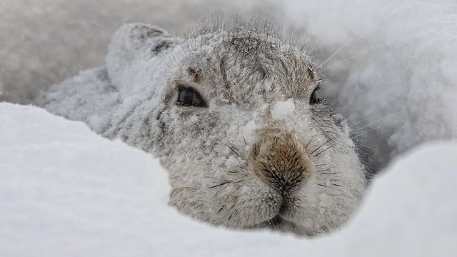 Храбрый заяц