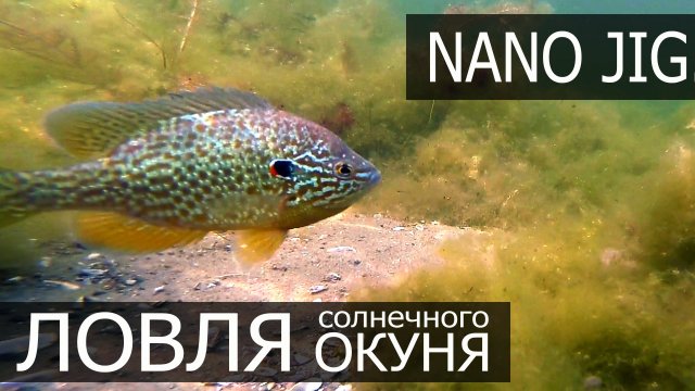 Ловля солнечного окуня на наноджиг летом  Fishing for Sunfish  Live