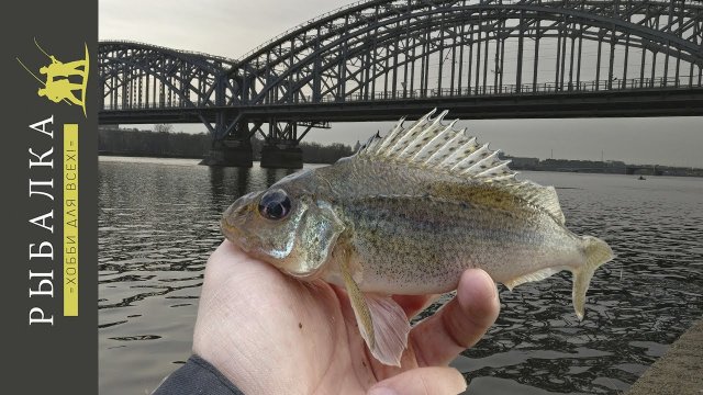 Ловля крупного ерша на Неве