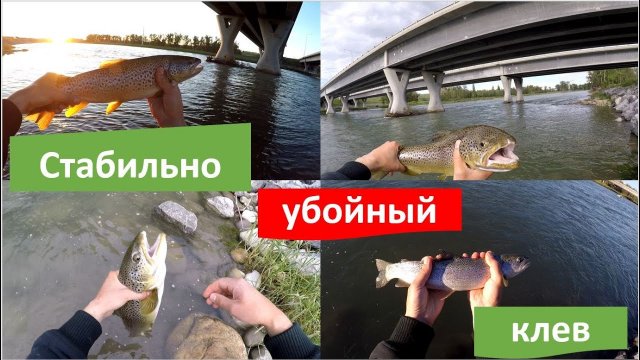 Ловля форели. Рыбалка в горных реках. Отчет часть 3. Bow River Fishing