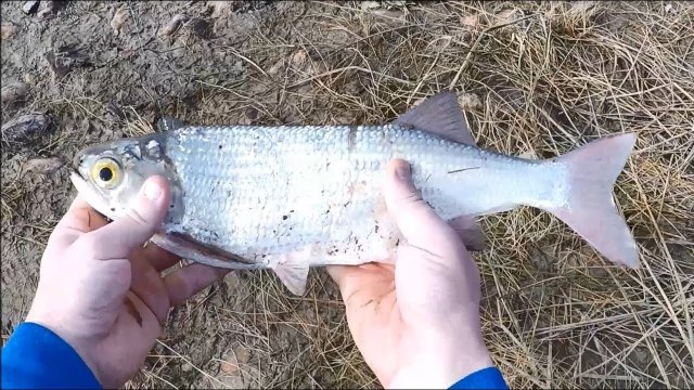 Рыбалка в межсезонье. Сиг, карась, канадский лещ и вкусный суп.