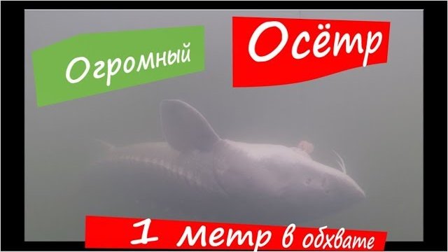 Ловля осетра - подводные съемки. Динозавры становятся все больше. День 2