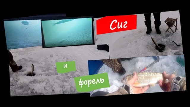 Много сига и форели на горном водоеме. Видео с подводной камеры.