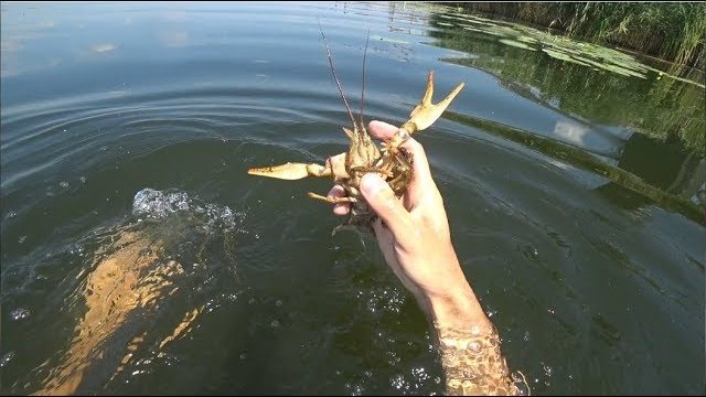 Подводная Охота на Раков | catch crayfish