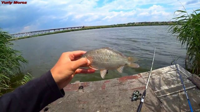 Карась в июле на спиннинг | river fishing