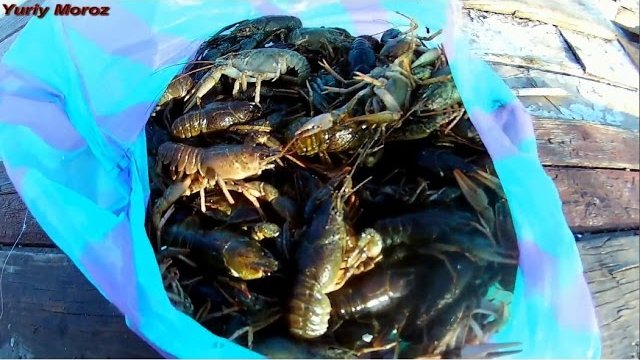 Ловля раков в Апреле | catching crayfish