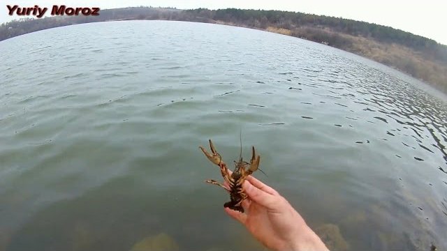 Ловля раков руками | catching crayfish