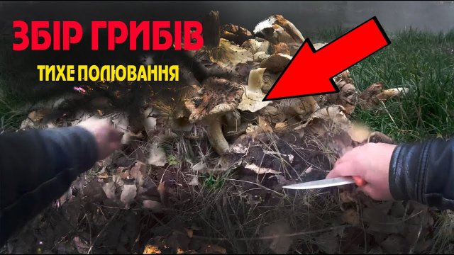 Збір грибів. Рядовка тополева. Тихе полювання.