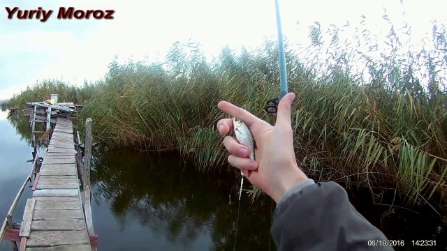 Ловля Живца | Как поймать плотву | Fishing