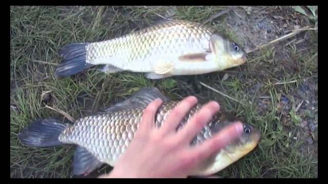 Карась 1.4 кг и Карась 1.2 кг | river fishing