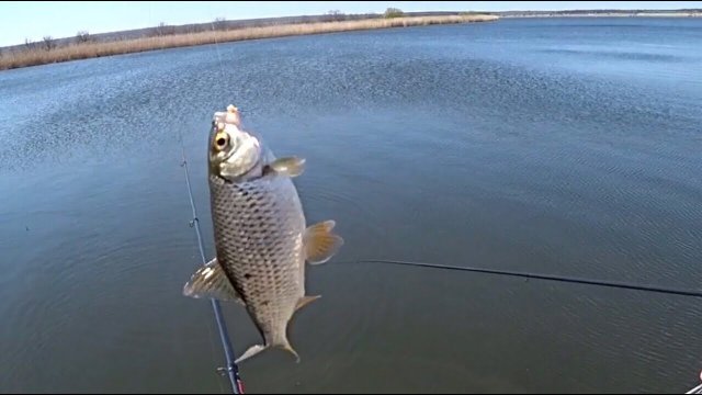 Ловля плотвы поймал отпусти | Рыбалка на поплавок | Fishing