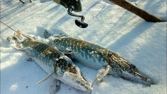 Спиннинг в -7! Морозная рыбалка на Северском Донце !