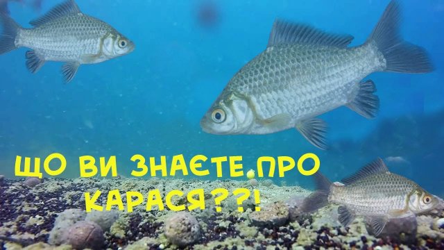 А що ви знаєте про карася сріблястого?!