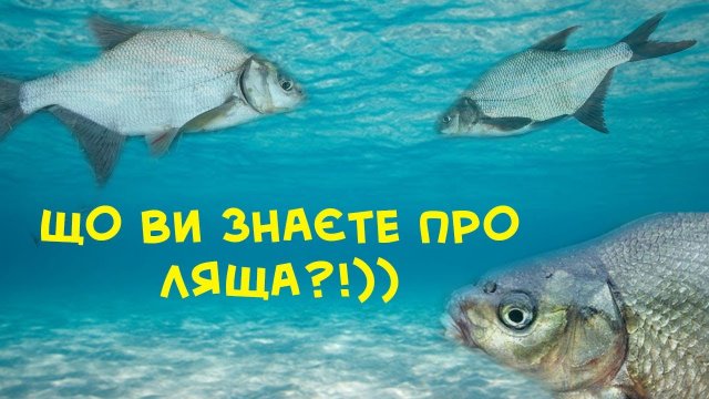 Що ви знаєте про ляща? Риби України, лящ.