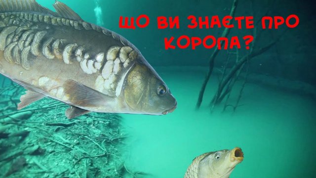 Що ви знаєте про коропа? Види коропа. Прісноводні риби України, короп.