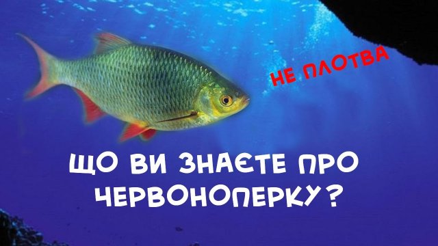 Що ви знаєте про краснопірку (червоноперка, чернуха). Різниця між плотвою і краснопіркою.