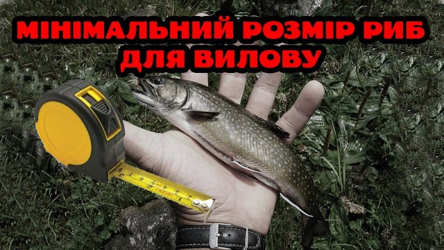 Мінімальні розміри риб дозволених до вилову! Правила риболовлі.