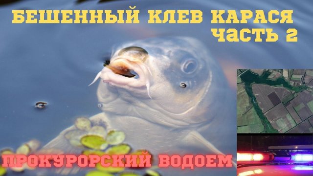 КАРАСИ на ПРОКУРОРСКОМ водоёме. РЫБАЛКА в Донецкой области на САМАРСКИХ ставках. Бешенный клев Ч.2