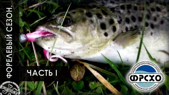 Ловля Форели. Trout Fishing. Отборы на ЧМ 2014.