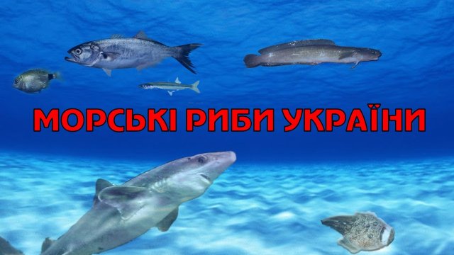 Морські риби України. Перелік риб фауни України.