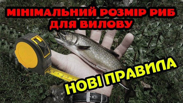 НОВІ ПРАВИЛА! Мінімальні розміри риб дозволених для вилову. Правила риболовлі.