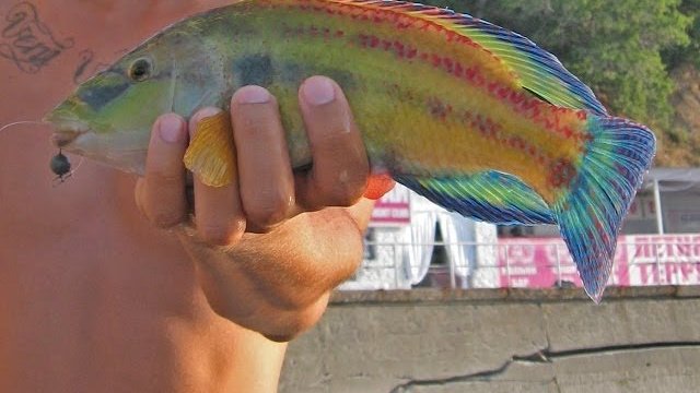 Морская рыбалка на съедобный силикон. Sea fishing 2013