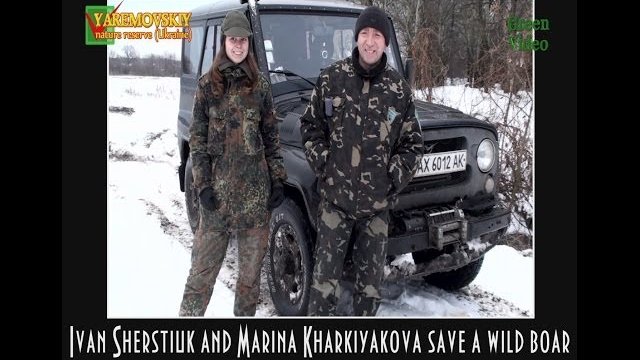 Ivan Sherstiuk saves a wild boar / Иван Шерстюк спасает дикого кабана. Green Video.